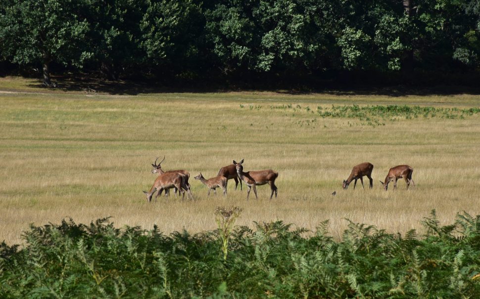 deer on field