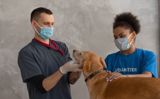 A dog being looked after by two people