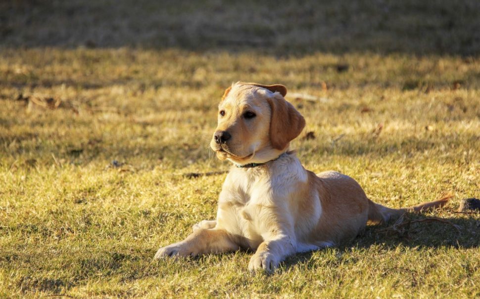 dog sitting on grass