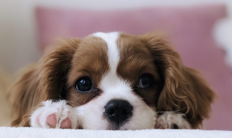Cavalier King Charles Dog