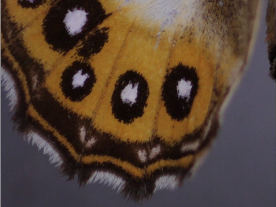 Scientists have named a butterfly after Sauron, the necromancing dark lord from Lord of the Rings.