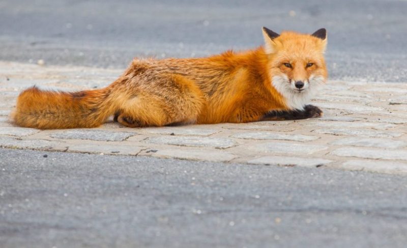 Fox laying on road looking into camera