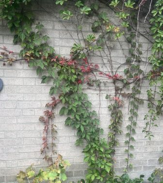 Rainbow Grow Garden Hackney (Credit: Becca Healy)