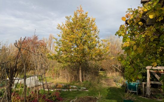 An apple tree in Forest Farm Peace Garden. Photo credit: Toby Hall