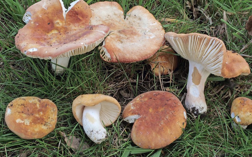 Specimens of Russula Blumiana