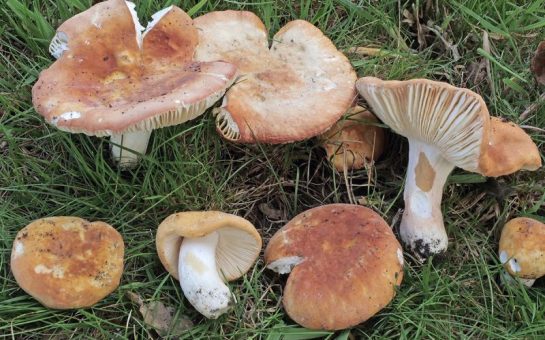 Specimens of Russula Blumiana