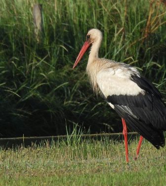 A white stork in a field
