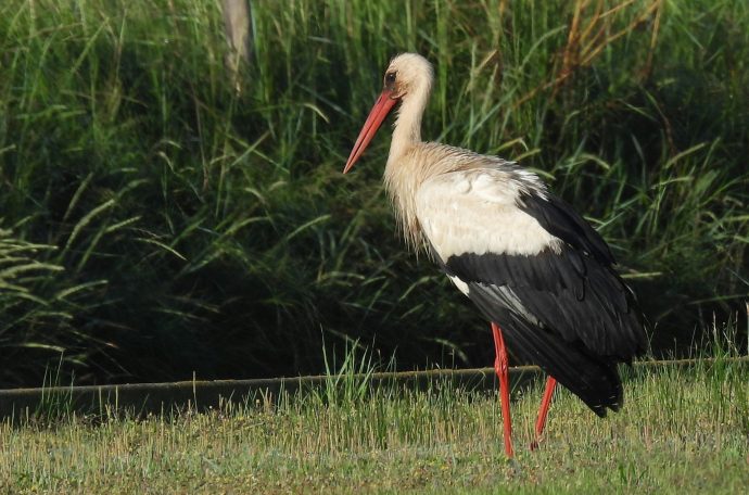 A white stork in a field