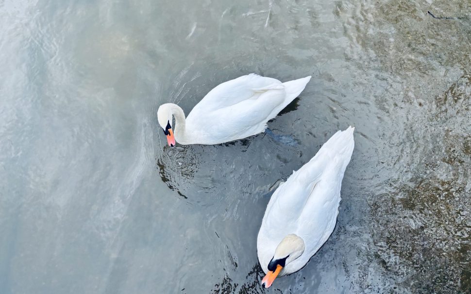 Two swans swim in the River Thames