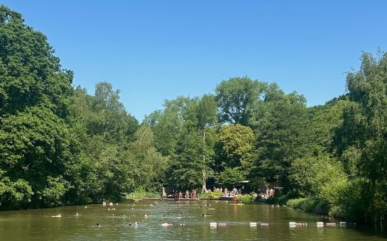 A far-away photo of people swimming in Hampstead ponds in the sun with trees behind them. Including a lifeguard on a paddleboard.