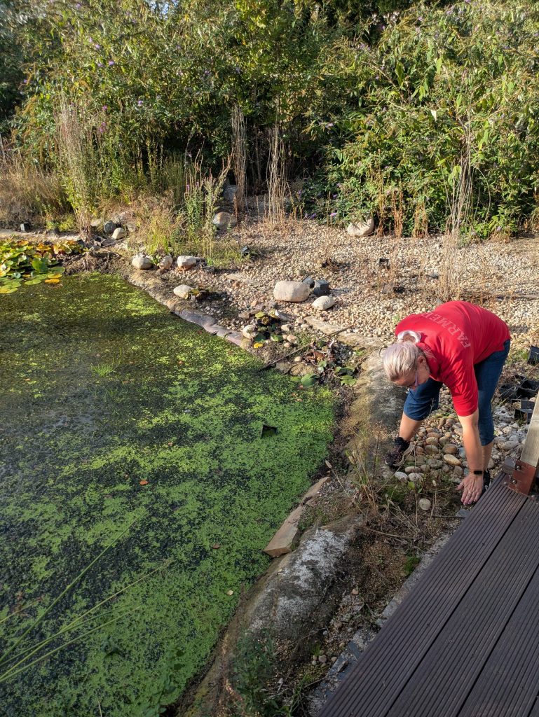 Stepney City Farm's Kate Bygrave on the bank of the farm's wildlife pond, leaning down to indicate where the water level typically is