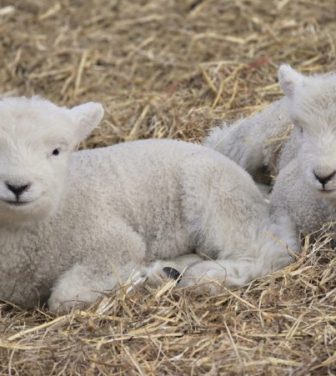 Two lambs in the straw at Stepney City Farm
