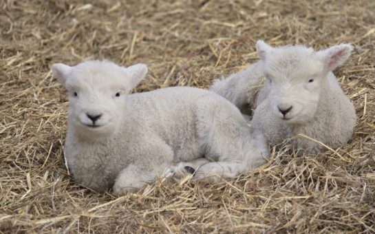 Two lambs in the straw at Stepney City Farm