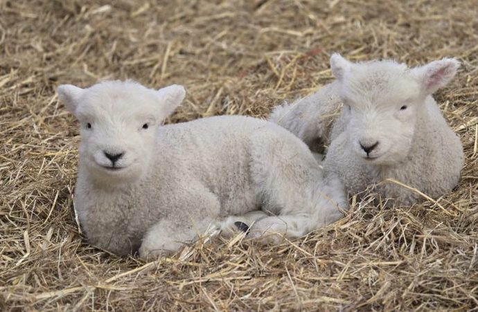 Two lambs in the straw at Stepney City Farm