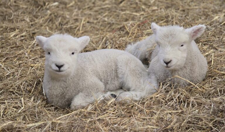 Two lambs in the straw at Stepney City Farm